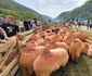Turcana Regina muntilor sarbatoarea oierilor din Muntii Orastiei Foto Daniel Guță ADEVĂRUL (39) jpg