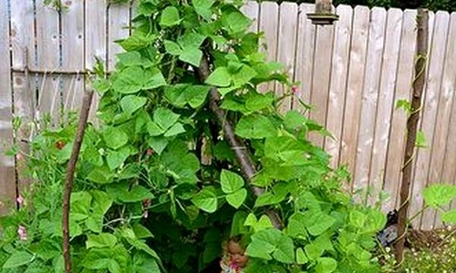 1 70019 original jpg jpeg