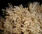 calarasi pestera