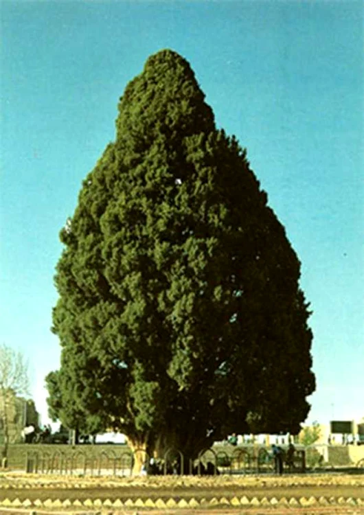 Sarv-e Abarqu