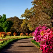 primavara foto pexels (1) png