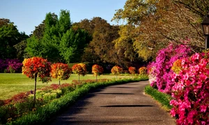 primavara foto pexels (1) png