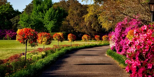 primavara foto pexels (1) png