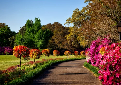 primavara foto pexels (1) png