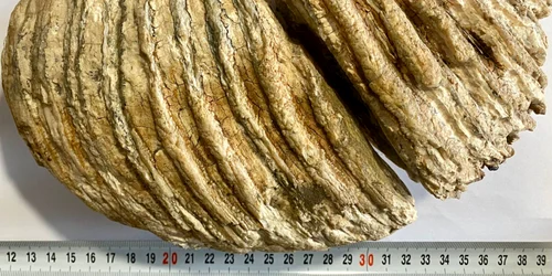 dintemamut sursapolitianeamt jpg