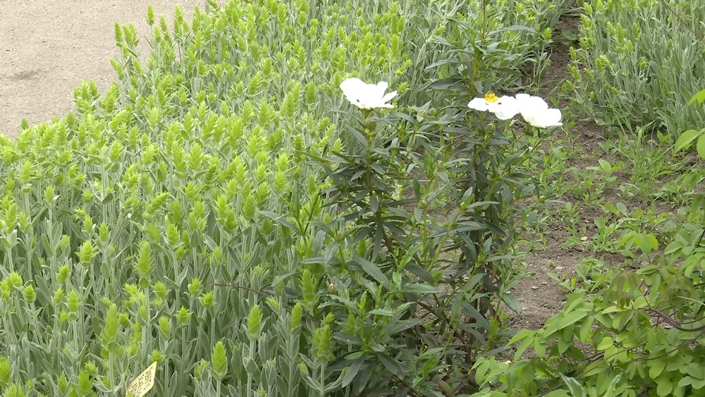 O floare rară, folosită la prepararea sfântului mir, va ajunge în grădinile românilor. Cum arată aceasta FOTO