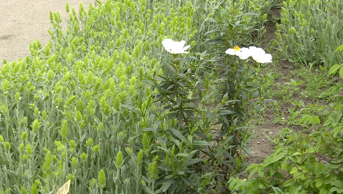 Cistus Ladaniferus a fost adus din sudul Europei. FOTO Iulian Bunilă