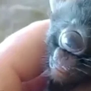 Pisica ciclop captura Video New Tork Post Youtube png