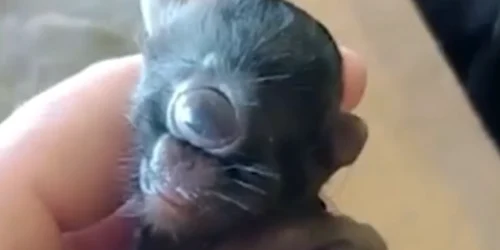 Pisica ciclop captura Video New Tork Post Youtube png