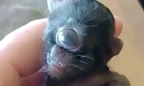 Pisica ciclop captura Video New Tork Post Youtube png