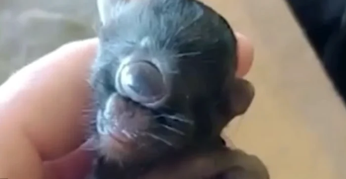 VIDEO Cele mai ciudate creaturi mutante. De la „pisicuța ciclop” și cerbul zombie, la iepurele „Frankenstein”, cu tentacule