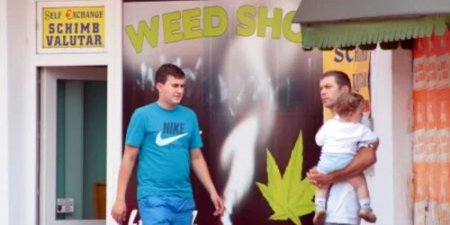 Deşi magazinele de droguri uşoare au fost închise, plantele etnobotanice continuă să circule
