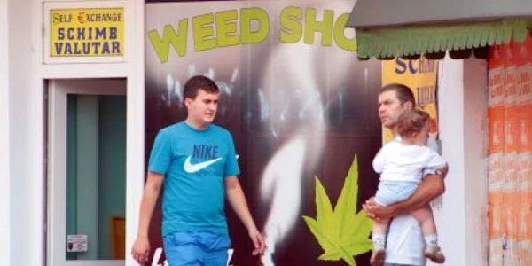 Deşi magazinele de droguri uşoare au fost închise, plantele etnobotanice continuă să circule