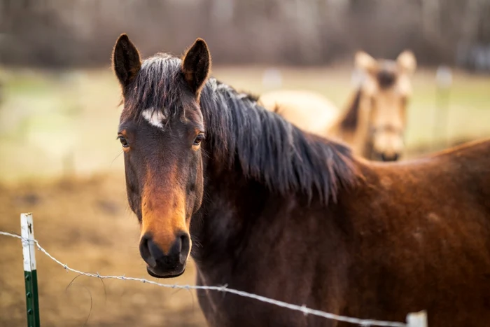 Cal FOTO: Shutterstock