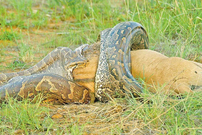 Timp de o oră a durat procesul de înfulecare a prăzii (Foto: Photoland / Caters)
