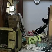 O sută de pisici au fost găsite moarte într o locuinţă Foto Animal Assist Senju   Instagram jpg