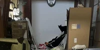 O sută de pisici au fost găsite moarte într o locuinţă Foto Animal Assist Senju   Instagram jpg