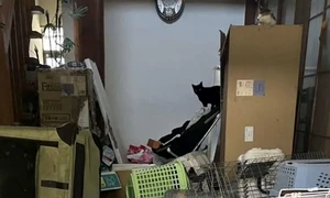 O sută de pisici au fost găsite moarte într o locuinţă Foto Animal Assist Senju   Instagram jpg