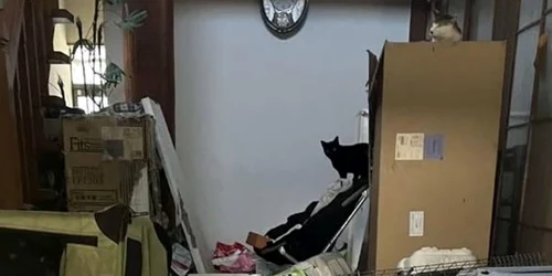 O sută de pisici au fost găsite moarte într o locuinţă Foto Animal Assist Senju   Instagram jpg