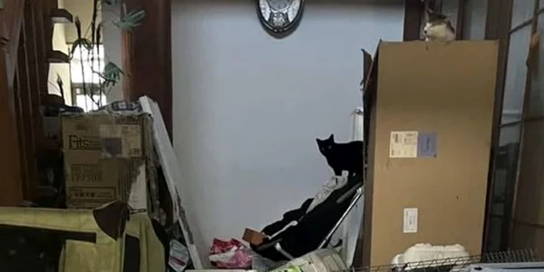 O sută de pisici au fost găsite moarte într o locuinţă Foto Animal Assist Senju   Instagram jpg
