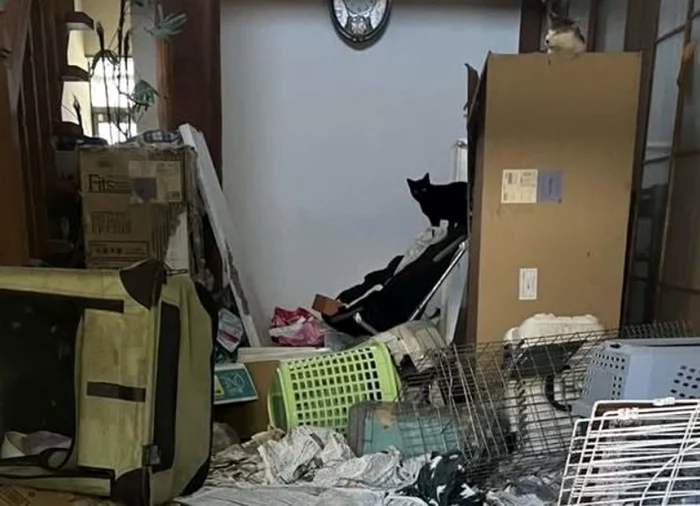 O sută de pisici au fost găsite moarte într-o locuinţă Foto: Animal Assist Senju/Instagram
