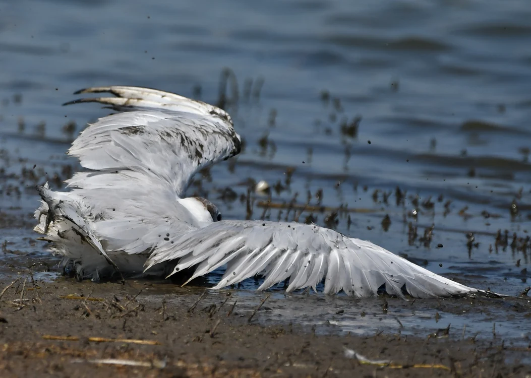 Pasăre moartă în zona Lacul Sărat II FOTO: Facebook/Marius Vernescu