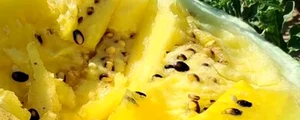pepene verde cu miez galben jpg