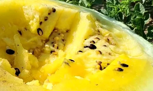 pepene verde cu miez galben jpg