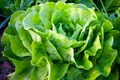 nature 940032 1280 jpg
