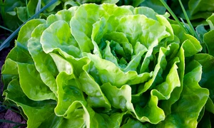 nature 940032 1280 jpg