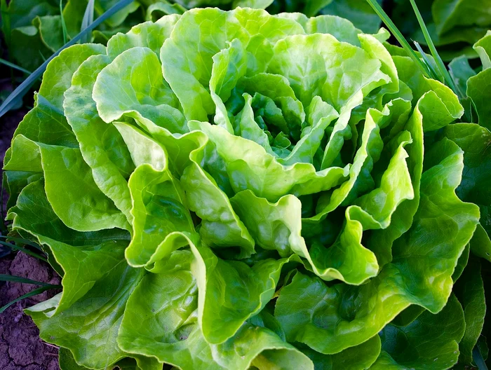 Salata verde / FOTO: Pixabay