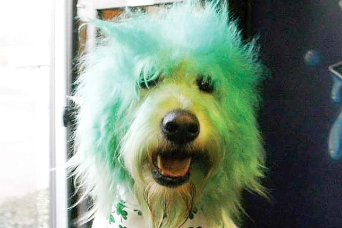 Punky are calota tunsă  sub formă de creastă.  Deh, e genul punk-ist...