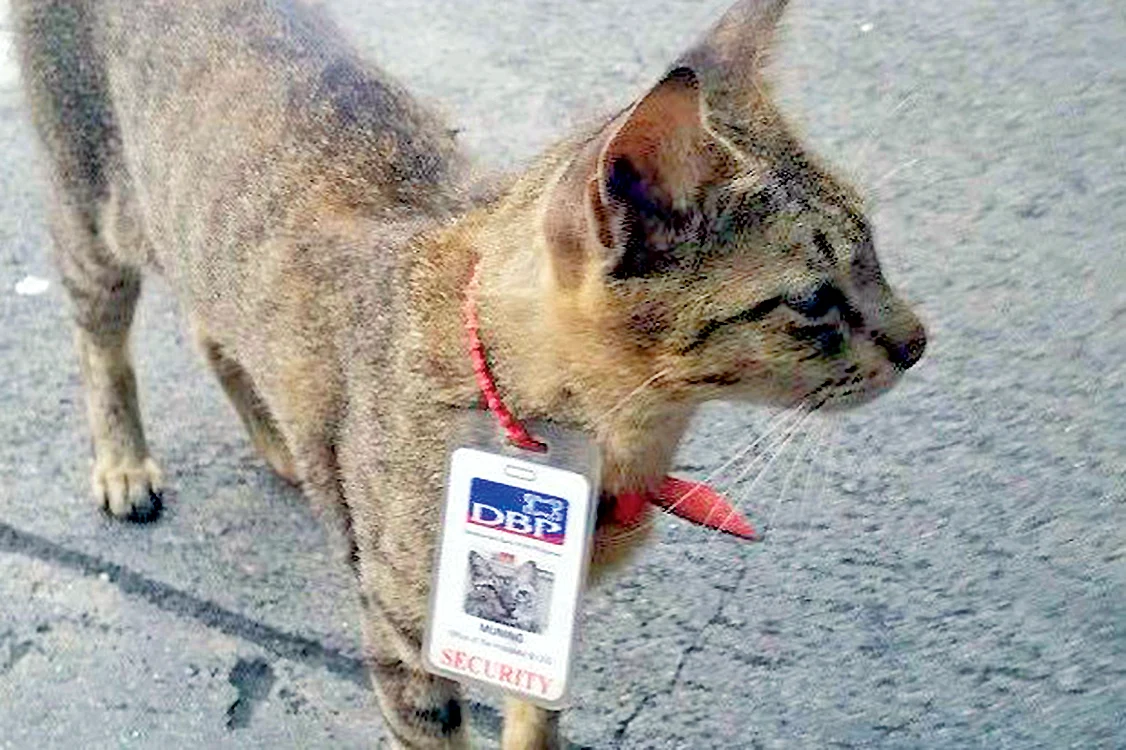 La mine la serviciu nu chiţăie nimeni!