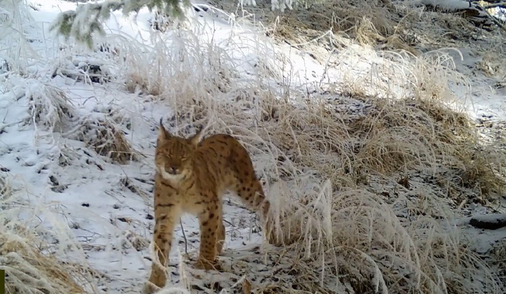 Pantera Carpaților la vânătoare în Munții Retezat. Râs surprins într-o ipostază rară VIDEO