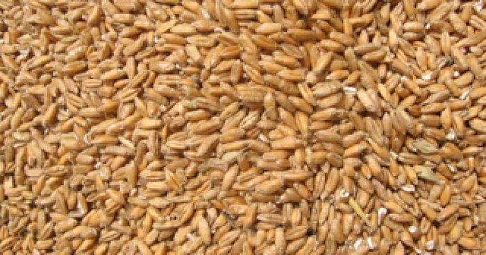Târgu-Jiu: Peste două tone de grâu, confiscate