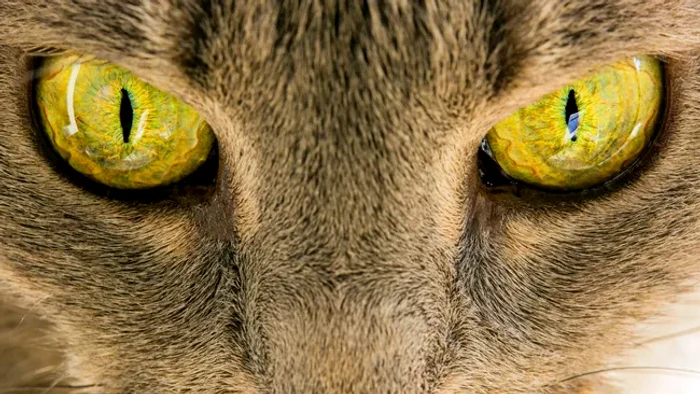 Dronele ar putea avea lentile și senzori inspirați din ochiului unei feline FOTO: Getty Images