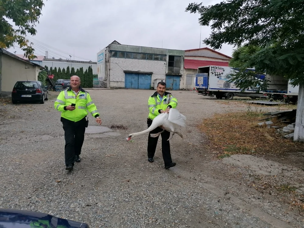 Cei doi poliţişti locali au prins lebăda, după care au eliberat-o în lacul de acumulare
