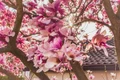Poza de cover  Cum sa creezi un colt de poveste cu ajutorul magnoliilor  Sfaturi si recomandari practice Magnolie, flori, casa, curte, gradina jpg