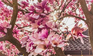 Poza de cover  Cum sa creezi un colt de poveste cu ajutorul magnoliilor  Sfaturi si recomandari practice Magnolie, flori, casa, curte, gradina jpg