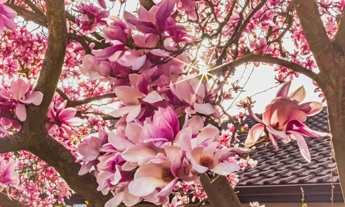 Poza de cover  Cum sa creezi un colt de poveste cu ajutorul magnoliilor  Sfaturi si recomandari practice Magnolie, flori, casa, curte, gradina jpg