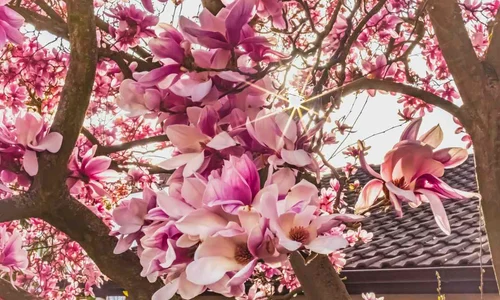 Poza de cover  Cum sa creezi un colt de poveste cu ajutorul magnoliilor  Sfaturi si recomandari practice Magnolie, flori, casa, curte, gradina jpg