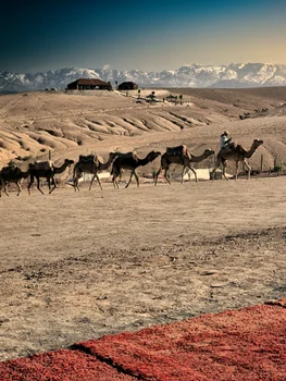 Cămile în deșertul Agafay din Maroc