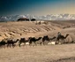 Cămile în deșertul Agafay din Maroc