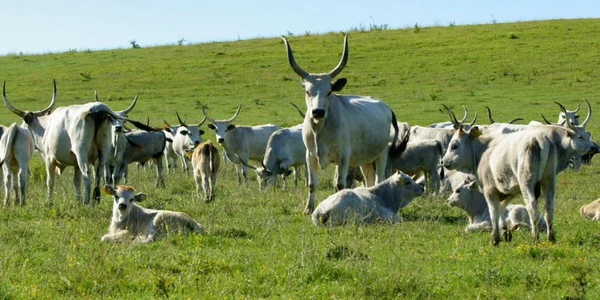 Sura de Stepă este crescută de Conservation Carpathia la Cobor FOTO Conservation Carpathia