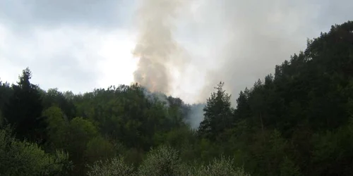 S-a reaprins incendiul în pădurea de răşinoase de pe muntele Puru