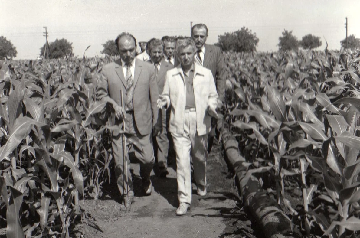 Vizita lui Nicolae Ceaușescu într-una din fermele cultivate cu porumb ale I.A.S. Amzacea, județul Constanța (© „Fototeca online a comunismului românesc”, cota: 91/1979)