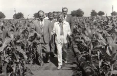 Vizita lui Nicolae Ceaușescu într-una din fermele cultivate cu porumb ale I.A.S. Amzacea, județul Constanța (© „Fototeca online a comunismului românesc”, cota: 91/1979) 