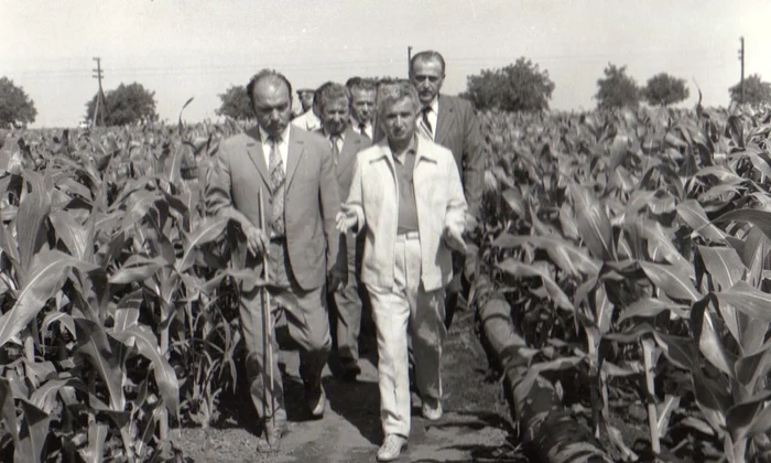 Vizita lui Nicolae Ceaușescu într-una din fermele cultivate cu porumb ale I.A.S. Amzacea, județul Constanța (© „Fototeca online a comunismului românesc”, cota: 91/1979) 