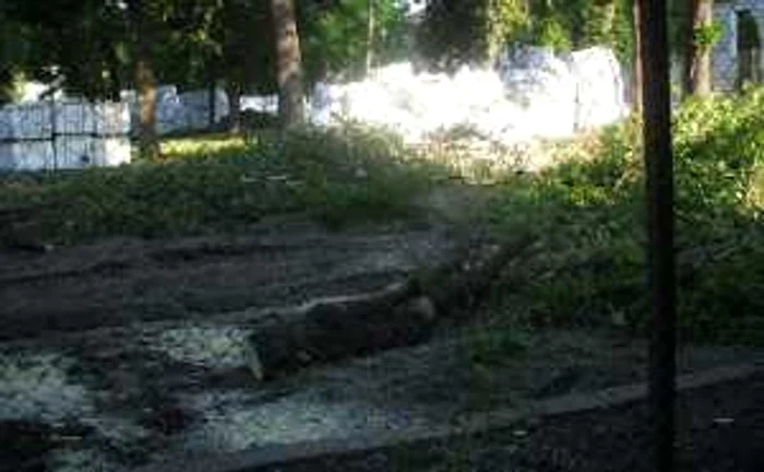 Copaci tăiaţi în zona Parcului Custozza