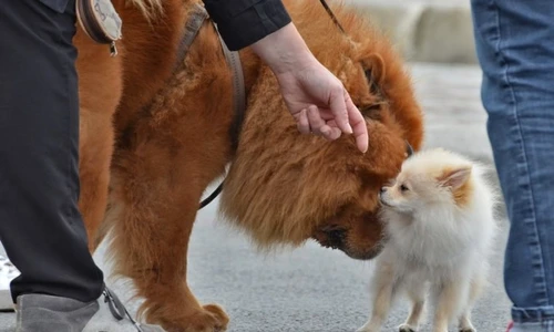 Prieteniile între câini nu există! jpeg